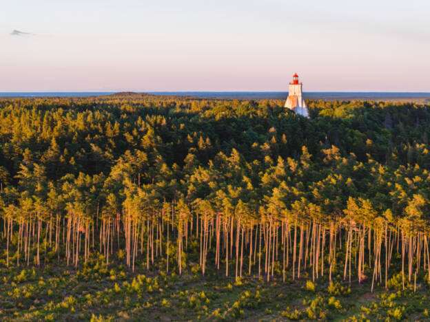 Loojangukumas Kõpu männik